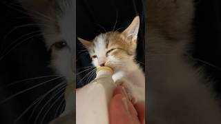 This kitten can’t stop wiggling her ears [upl. by Hank538]