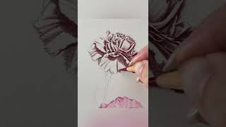 A Red Carnation Coloured Pencil tutorial now available on my Patreon channel art colouredpencil [upl. by Nirek]