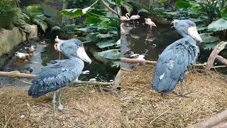 SHOEBILL STORK  SHOEBILL BIRD BEAUTIFUL LOOK [upl. by Inoek]