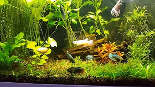 It works 2 Male 8 Female Betta Splendens together in a 17 Gallon Aquarium [upl. by Mace]