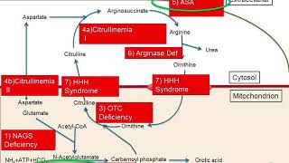 Inherited Disorders of the Urea Cycle [upl. by Leagiba]