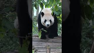 Pandas Serene Escape Climbing Up to Relax in the Trees 🌳 [upl. by Juni]