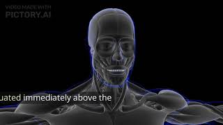 MUSCLES OF HEAD amp NECK MUSCLES MUSCLESCIENCE educationalvideos education muscles information [upl. by Uird659]