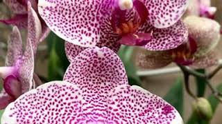 Phalaenopsis IHsin Sesame [upl. by Ferrel]