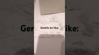 Gerbils be like [upl. by Giorgia]