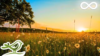 Sunrise Peaceful Relaxing Music with Piano Flute Violin Guitar amp Birds Chirping [upl. by Finlay764]