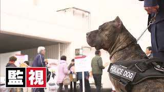 日本初のアメリカンピットブルテリアの警察犬★姉妹で熊本県警の嘱託警察犬として働いております！ [upl. by Allyson892]