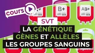 La génétique  Gènes et allèles lexemple des groupes sanguins  SVT  digiSchool [upl. by Aiciram]