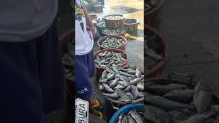 Daming isda [upl. by Ahseinar]