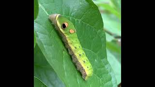 Spicebush Swallowtail Caterpillar [upl. by Leber]