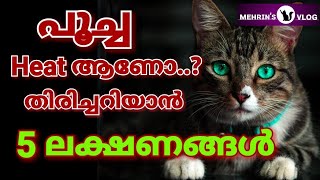 Cat Heat Signs And Symptoms Malayalam  പൂച്ച Heat ആണോ അറിയാൻ 5 വഴികൾ Mehrinscatvlog [upl. by Littlejohn]