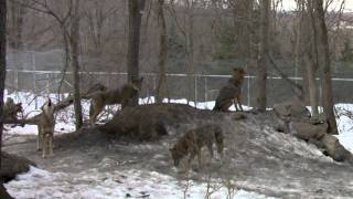 Red Wolf Pack Howling [upl. by Patt]