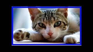 How to tell if a cat has distemper [upl. by Salman]