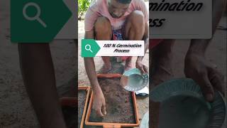 StepbyStep Guide to Flower Seed 100 Germination 🌸🌱shorts [upl. by Rehpinej196]