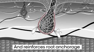 LOréal Aminexil  Strengthening Hair from the Roots [upl. by Nessnaj]