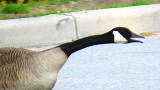 Canada Geese Fighting Honking Loud Sounds [upl. by Davon]