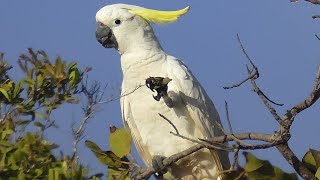 O som da cacatua cantandocanto da cacatua [upl. by Bart]