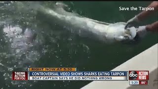 Video of sharks eating tarpon causes stir online [upl. by Rein]