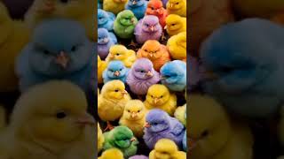 Smallest chicks chirping Baby chicken soundCute and beautiful chicksbirds cute animals shorts [upl. by Adnarram]