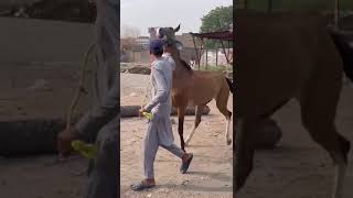 punjabi punjabisong music song horse horsebeauty cooking horsebehavior newsong [upl. by Boar]