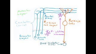 The Cerebellum [upl. by Aninay2]