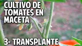 Cultivo de Tomate Parte 3  Como y Cuando transplantar cosasdeljardin [upl. by Lissner]