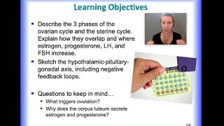 female reproductive physiology [upl. by Thorsten]