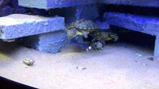 Alimentation de mes tortues aquatiques Aquatic turles feeding [upl. by Atinaujnas]