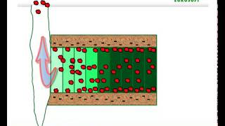 Wie funktioniert der Naehrstofftransport von der Wurzel in den Spross [upl. by Airekat395]