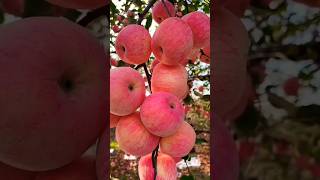 Plant This Beautiful apple fruit Variety satisfying shot [upl. by Essilevi]