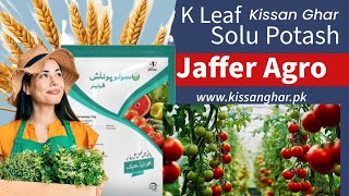 K Leaf Jaffer Agro Solu potash Foliar  Best Potash for foliar spray with sulphur  Kisan Ghar [upl. by Aicilaf]