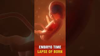 EMBRYO TIME LAPSE OF BORN [upl. by Bidle]