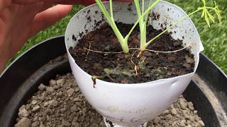 Transplanter un fenouil en pot pour le cultiver sur le balcon [upl. by Anagrom354]