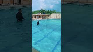 Pembentukan berenang gaya dada [upl. by Grounds541]