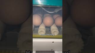 Day One in Incubating Eggs [upl. by Eastlake]