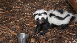 Ziggy the Zorilla  Cedars Nature Centre [upl. by Araed]