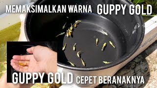 GUPPY GOLD TERNYATA HARUS DI TREATMENT AGAR WARNANYA KELUAR [upl. by Ely]