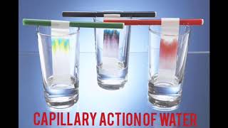 Capillary Action of Water  Science Activity  St Andrews World School Vasundhara [upl. by Manville425]