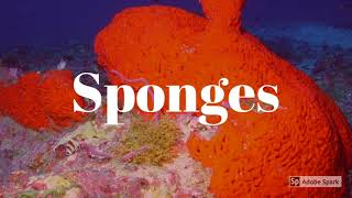 SpongesCnidariansCoral [upl. by Christianna]