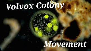 Volvox Colony Moving Under Microscope [upl. by Chow]