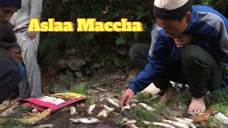 Fishing 🐟 in Himalayan River of Nepal 🇳🇵  Aslaa Machha Traditional way countryside [upl. by Arvy]