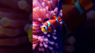 Clownfish and Sea Anemones The Weird Connection You Never Knew [upl. by Arehahs]