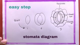 Drawing Stomata DiagramHow To Draw Stomata [upl. by Aniret238]