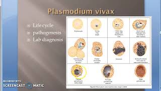 Parasitology 075 f Plasmodium Malaria Gametogony Human RBC gametes Gametocytes [upl. by Yasmeen]