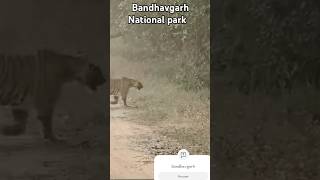 Bandhavgarh National park tiger safari bandhavgarhnationalpark lepard viralvideo animal [upl. by Idhem]