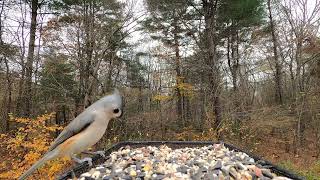 Nuthatch Chickadee Titmice [upl. by Yesdnil]