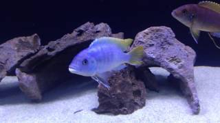 Ice blue zebra mbuna cichlids [upl. by Ahsal]