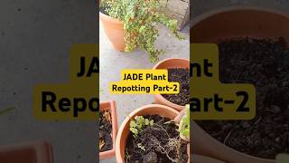 GVLOG49 jade jadeplantcaretips plantation plantation plantvibes vlogvideo viralreels [upl. by Warp]