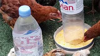 Tray feeder and drinker for chicks [upl. by Selle]