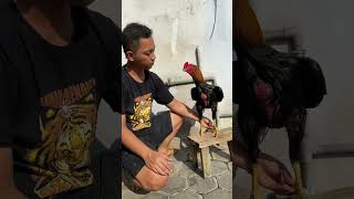 Ayam wiring kuning habis mandi [upl. by Enneiviv]